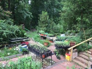 Master gardener - asclepias