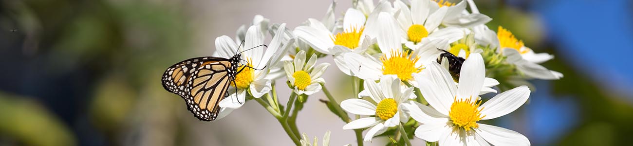 Butterfly eating