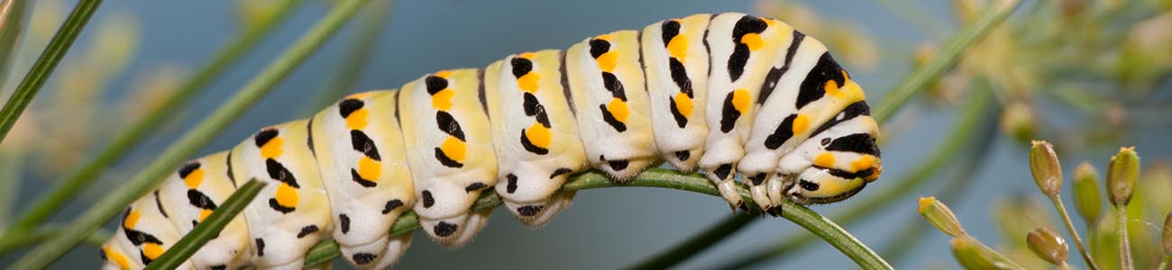 Caterpillar eating