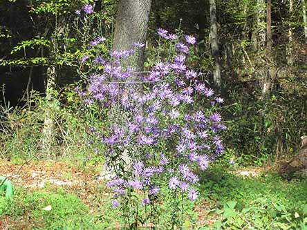 plants-we-grow Plants we grow - availability may vary